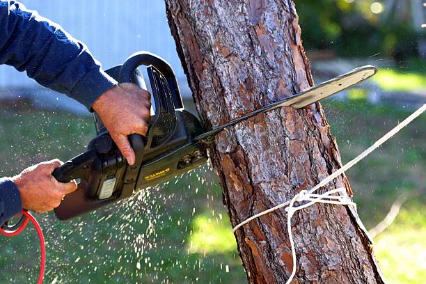 Best Tree Removal Service  in Alachua, FL